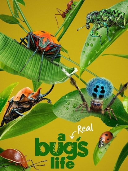 مسلسل A Real Bug’s Life الموسم الاول حلقة 5 مترجمة